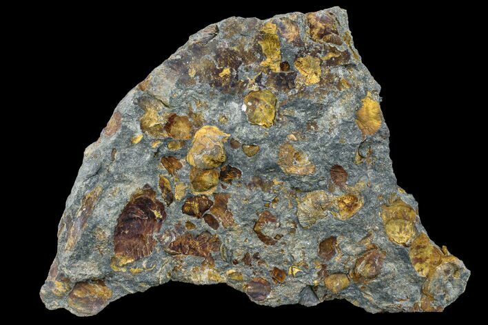 Pennsylvanian Fossil Brachiopod Plate - Kentucky #160240